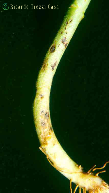 Antracnose